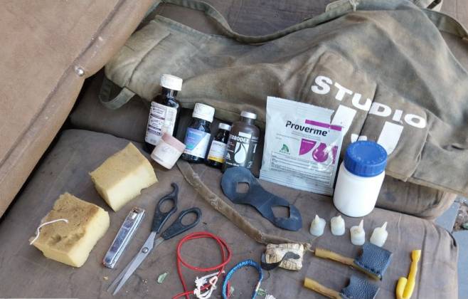 policia-civil-fecha-ponto-de-criacao-de-galo-de-rinha-em-cuiaba