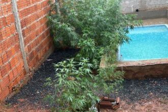 forca-tatica-prende-homem-por-trafico-de-drogas-e-apreende-17-pes-de-maconha