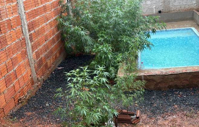 forca-tatica-prende-homem-por-trafico-de-drogas-e-apreende-17-pes-de-maconha