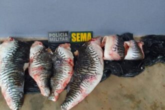 sema-e-pm-apreendem-19-quilos-de-cachara-na-transpantaneira