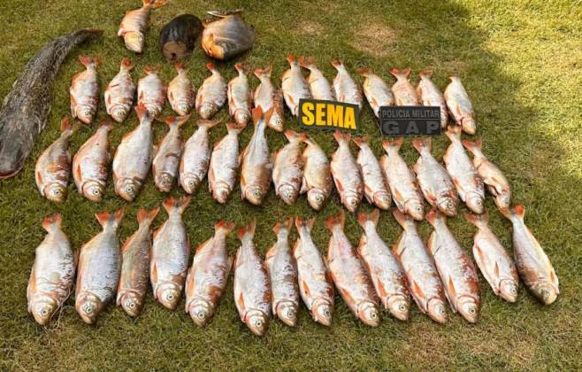 sema-apreende-25-quilos-de-peixe-na-regiao-de-rosario-oeste