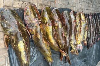 batalhao-ambiental-da-pm-prende-irmaos-com-223-quilos-de-pescado-irregular-em-varzea-grande