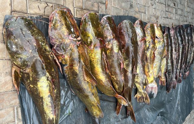 batalhao-ambiental-da-pm-prende-irmaos-com-223-quilos-de-pescado-irregular-em-varzea-grande