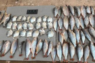 policia-civil-e-sema-combatem-pesca-ilegal-em-barao-de-melgaco-e-prendem-um-pescador-em-flagrante