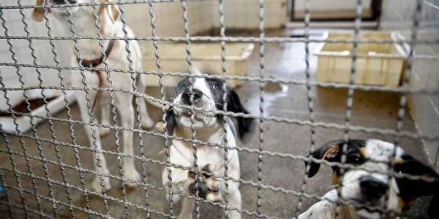 projeto-aprovado-na-camara-proibe-uso-de-animais-em-testes-cosmeticos